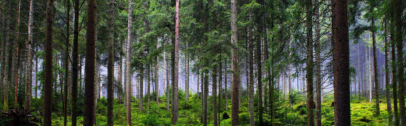 Blick in einen Fichtenwald