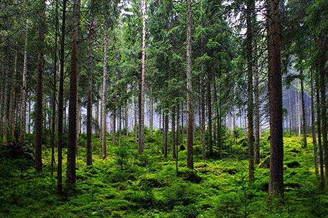 © pixabay Blick in den Wald